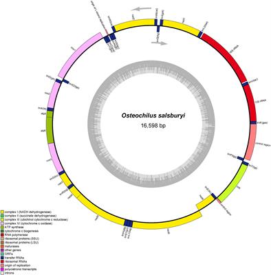 Identification of optimal codons and analysis of phylogenetic relationship in Osteochilus salsburyi (Teleostei: Cypriniformes) based on complete mitogenome